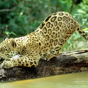 Jaguar - sub-adult, scratching log Jaguar - sub-adult, scratching log