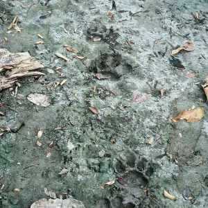 JAGUAR - tracks JAGUAR - tracks