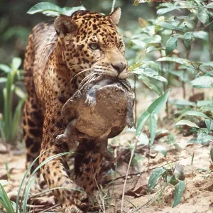 Jaguar - with turtle kill in mouth Jaguar - with turtle kill in mouth