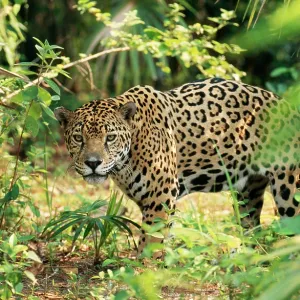 JAGUAR - side view, stalking
