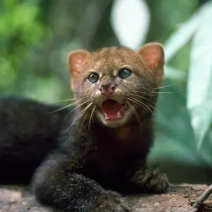 Jaguarundi - three week old kitten Jaguarundi - three week old kitten