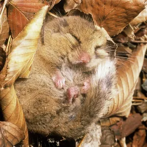 Japanese Dormouse - in hibernation Japanese Dormouse - in hibernation
