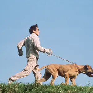Japanese Fighting DOG / Japanese Toza / Tosa - being Japanese Fighting DOG / Japanese Toza / Tosa - being