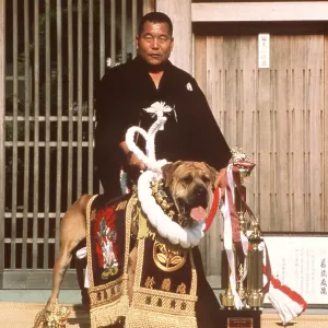 JAPANESE FIGHTING DOG / Japanese Toza / Tosa and handler JAPANESE FIGHTING DOG / Japanese Toza / Tosa and handler