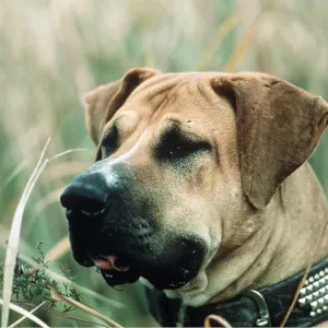 JAPANESE FIGHTING DOG / Toza / Tosa - close-up of head JAPANESE FIGHTING DOG / Toza / Tosa - close-up of head
