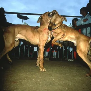 Japanese Fighting Dogs / Japanese Toza / Tosa - Japanese Fighting Dogs / Japanese Toza / Tosa -