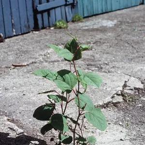 JAPANESE KNOTWEED - growing out of concrete path JAPANESE KNOTWEED - growing out of concrete path