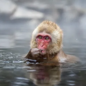 Japanese Macaque - in water Japanese Macaque - in water
