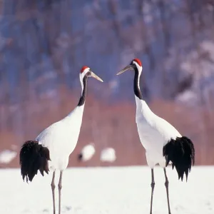 JAPANESE / Manchurian / Red-crowned CRANE - two in snow JAPANESE / Manchurian / Red-crowned CRANE - two in snow