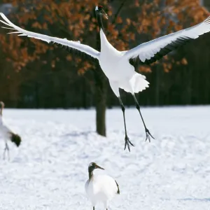 Japanese / Red-Crowned / Manchurian CRANE - leaping Japanese / Red-Crowned / Manchurian CRANE - leaping