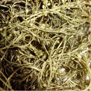 JAPANESE SEAWEED JAPANESE SEAWEED