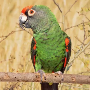 Jardineos Parrot Jardineos Parrot