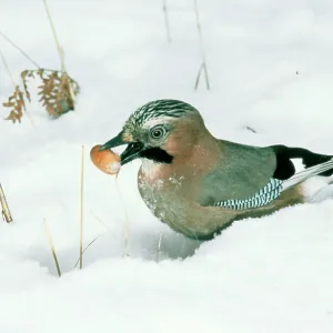 Jay - With acorn in snow Jay - With acorn in snow