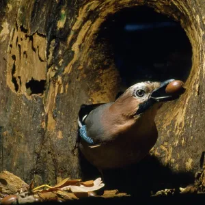 Jay - adding to acorn store in hollow tree Jay - adding to acorn store in hollow tree