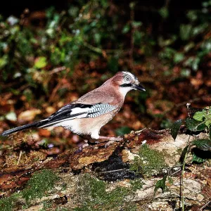 Jay - Perched on rotting tree trunk Jay - Perched on rotting tree trunk