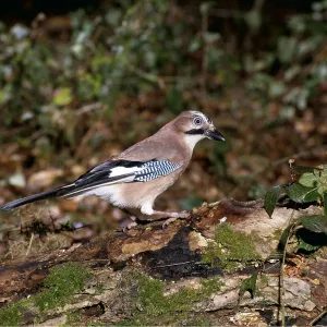 JAY - Perched on rotting tree trunk JAY - Perched on rotting tree trunk