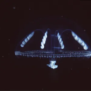 JELLYFISH - Medusa stage JELLYFISH - Medusa stage