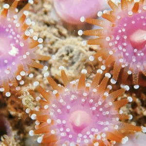 Jewel Anemone Jewel Anemone