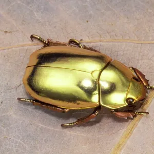 Jewel Beetle Jewel Beetle