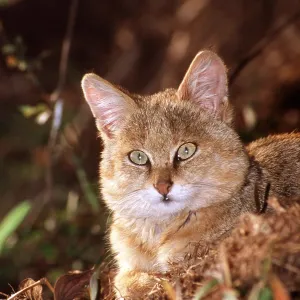 JUNGLE CAT - Juvenile, close-up of head JUNGLE CAT - Juvenile, close-up of head