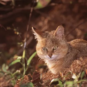 JUNGLE CAT - juvenile resting JUNGLE CAT - juvenile resting