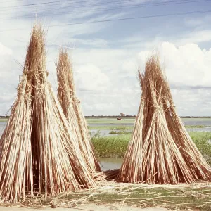 JUTE - DRYING