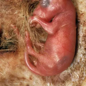 Kangaroo, about four weeks old - Attached to teat in pouch Kangaroo, about four weeks old - Attached to teat in pouch