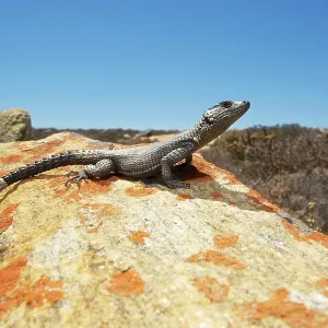Karoo Girdled Lizard Karoo Girdled Lizard