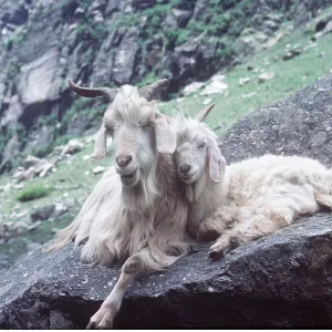 KASHMIR GOATS - adult and kid KASHMIR GOATS - adult and kid