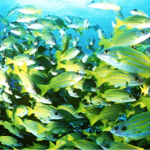 KASMIRA SNAPPER - SHOAL KASMIRA SNAPPER - SHOAL