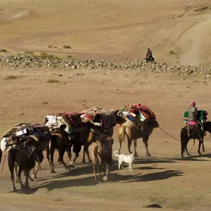 Kazakh herders Camel train traveling to winter pasture Kazakh herders Camel train traveling to winter pasture