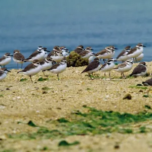 Kentish / Snowy PLOVER - flock by water Kentish / Snowy PLOVER - flock by water