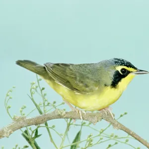 Kentucky WARBLER