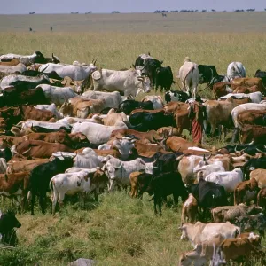 Kenya - Maasai Man with Cattle Kenya - Maasai Man with Cattle