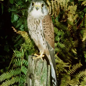 Kestrel / Common Kestrel - Adult male on fence post Kestrel / Common Kestrel - Adult male on fence post