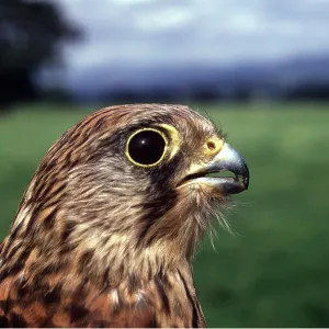 Kestrel / Common Kestrel - close-up of head