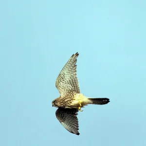 Kestrel / Common Kestrel - In flight Kestrel / Common Kestrel - In flight