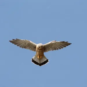 Kestrel / Common Kestrel - male, in flight Kestrel / Common Kestrel - male, in flight