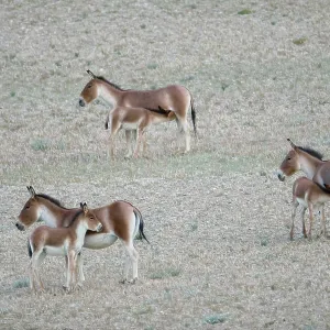 Kiang / Tibetan Wild Ass - female and foals feeding Kiang / Tibetan Wild Ass - female and foals feeding