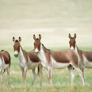Kiang / Tibetan Wild Ass - male group Kiang / Tibetan Wild Ass - male group
