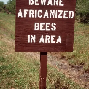 KILLER / Africanized BEES - warning sign KILLER / Africanized BEES - warning sign