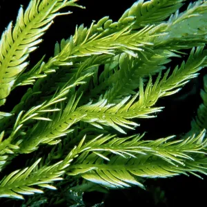 Killer Algae - nThe Green Deatho Seaweed Killer Algae - nThe Green Deatho Seaweed