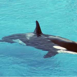 KILLER WHALE / Orca