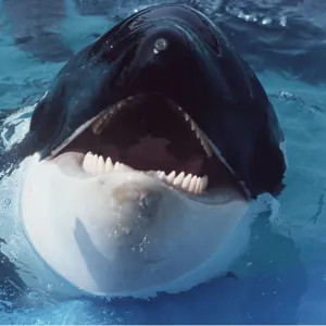 KILLER WHALE / Orca KILLER WHALE / Orca
