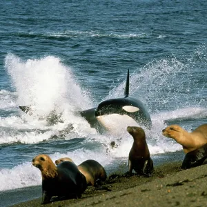 Killer Whale / Orca - attacking Sealions near beach