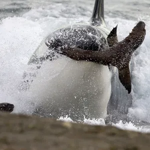 Killer whale / Orca - Hunting South American Sealion Killer whale / Orca - Hunting South American Sealion