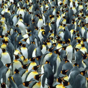 KING PENGUIN - Mass Colony KING PENGUIN - Mass Colony