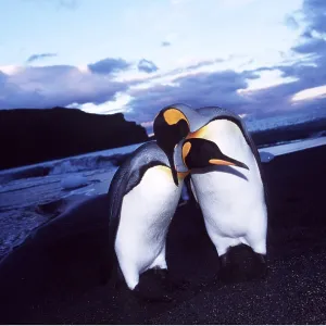 KING PENGUINS - pair preening each other