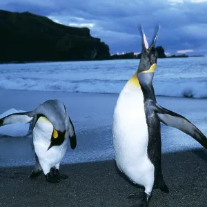 King penguins - two by shore, wings spread