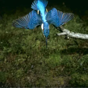 KINGFISHER - diving, wings out KINGFISHER - diving, wings out